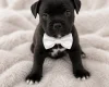 Staffordshire Bull Terrier