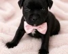 Staffordshire Bull Terrier
