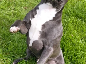 Staffordshire Bull Terrier