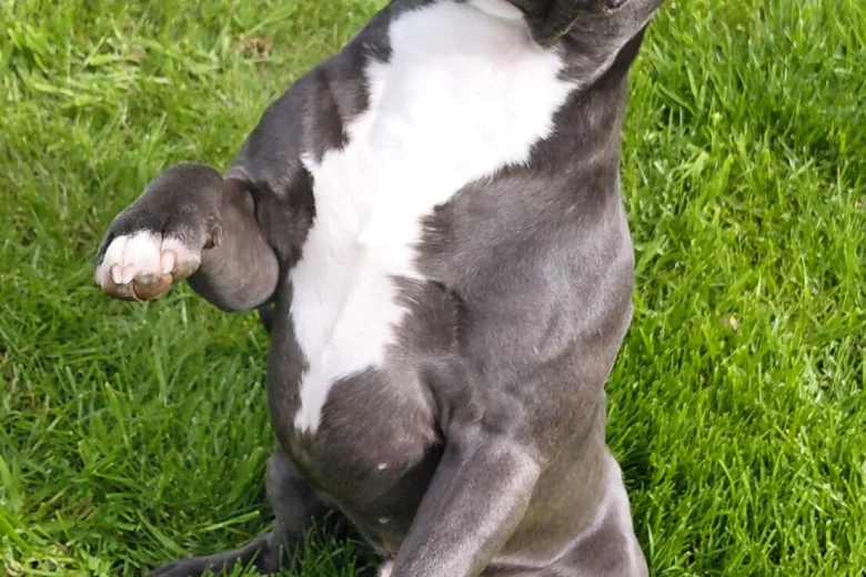 Staffordshire Bull Terrier