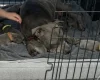 Staffordshire Bull Terrier