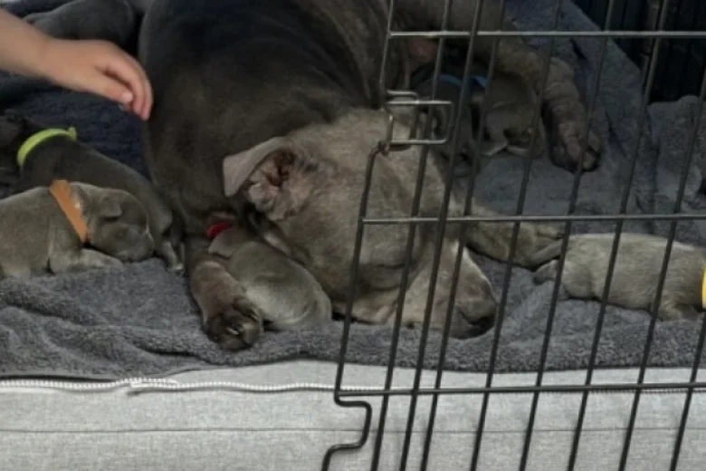 Staffordshire Bull Terrier