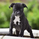 Staffordshire Bull Terrier