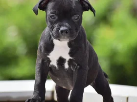 Staffordshire Bull Terrier