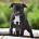 Staffordshire Bull Terrier