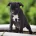 Staffordshire Bull Terrier