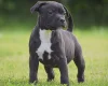 Staffordshire Bull Terrier