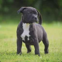 Staffordshire Bull Terrier