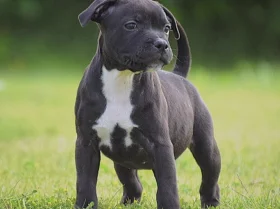 Staffordshire Bull Terrier