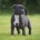 Staffordshire Bull Terrier