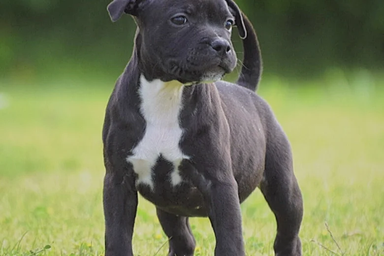 Staffordshire Bull Terrier