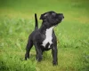 Staffordshire Bull Terrier