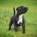 Staffordshire Bull Terrier