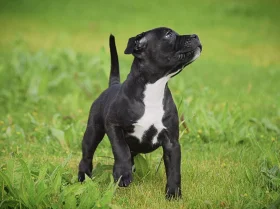 Staffordshire Bull Terrier