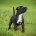 Staffordshire Bull Terrier