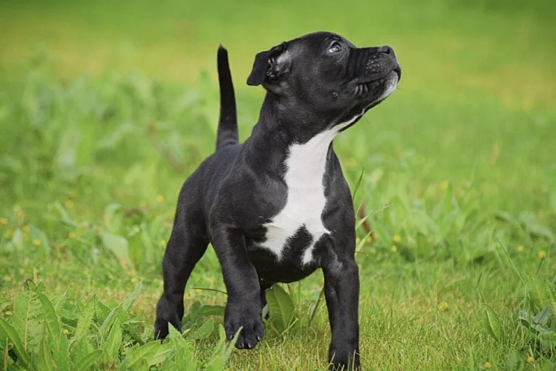 Staffordshire Bull Terrier