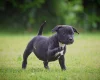 Staffordshire Bull Terrier