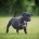Staffordshire Bull Terrier