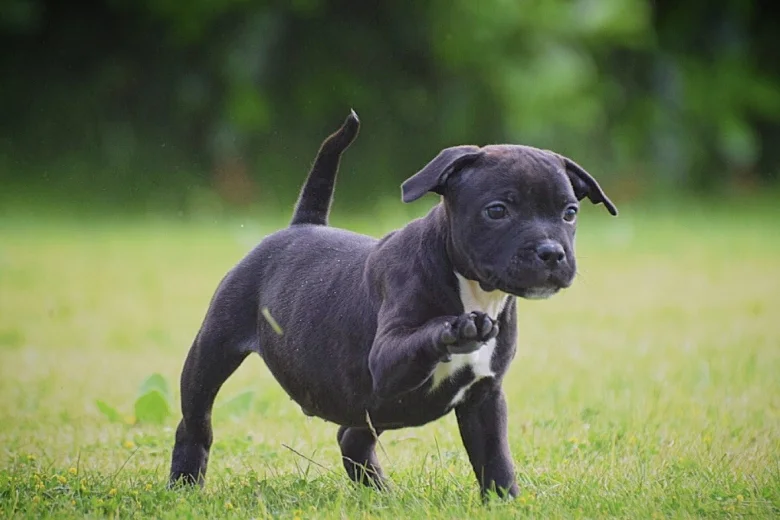 Staffordshire Bull Terrier