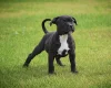 Staffordshire Bull Terrier