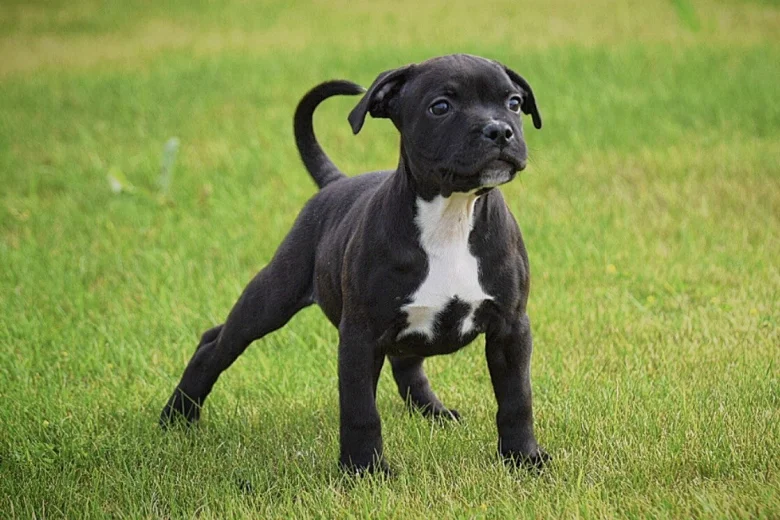 Staffordshire Bull Terrier