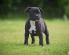 Staffordshire Bull Terrier