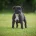 Staffordshire Bull Terrier