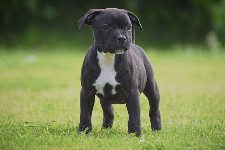 Staffordshire Bull Terrier