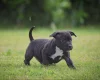 Staffordshire Bull Terrier