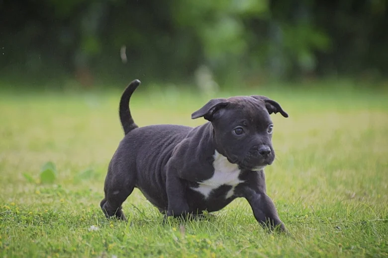 Staffordshire Bull Terrier