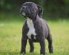 Staffordshire Bull Terrier