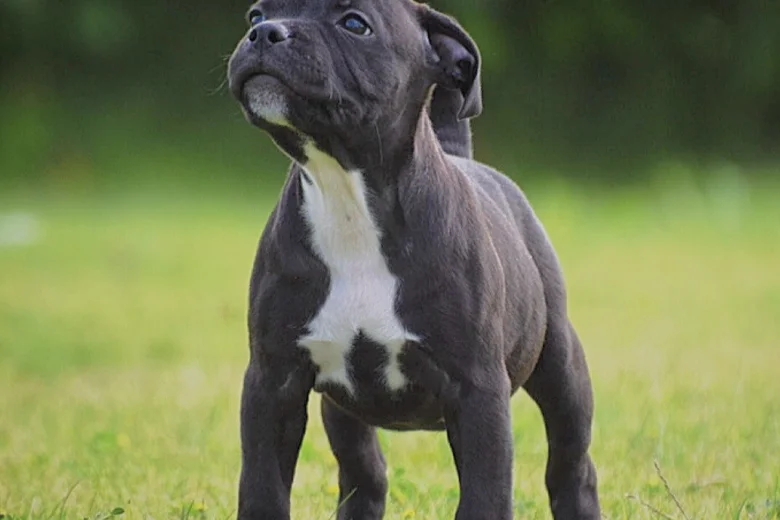 Staffordshire Bull Terrier