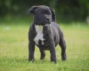 Staffordshire Bull Terrier