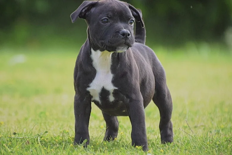 Staffordshire Bull Terrier