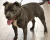 Staffordshire Bull Terrier