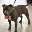 Staffordshire Bull Terrier