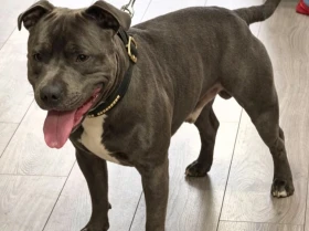 Staffordshire Bull Terrier