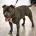 Staffordshire Bull Terrier