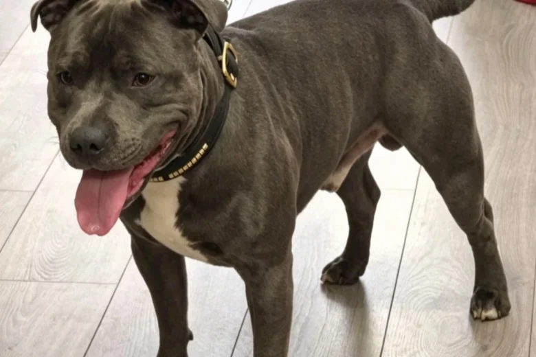 Staffordshire Bull Terrier
