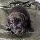 Staffordshire Bull Terrier