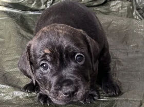 Staffordshire Bull Terrier