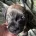 Staffordshire Bull Terrier