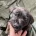 Staffordshire Bull Terrier
