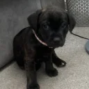 Staffordshire Bull Terrier
