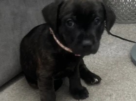 Staffordshire Bull Terrier