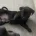 Staffordshire Bull Terrier