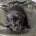 Staffordshire Bull Terrier