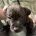 Staffordshire Bull Terrier
