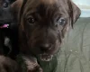 Staffordshire Bull Terrier