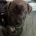 Staffordshire Bull Terrier